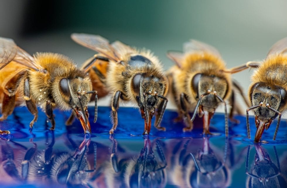 Bienen und Wespen am Pool – So halten Sie die Tiere von Ihrem Pool fern!