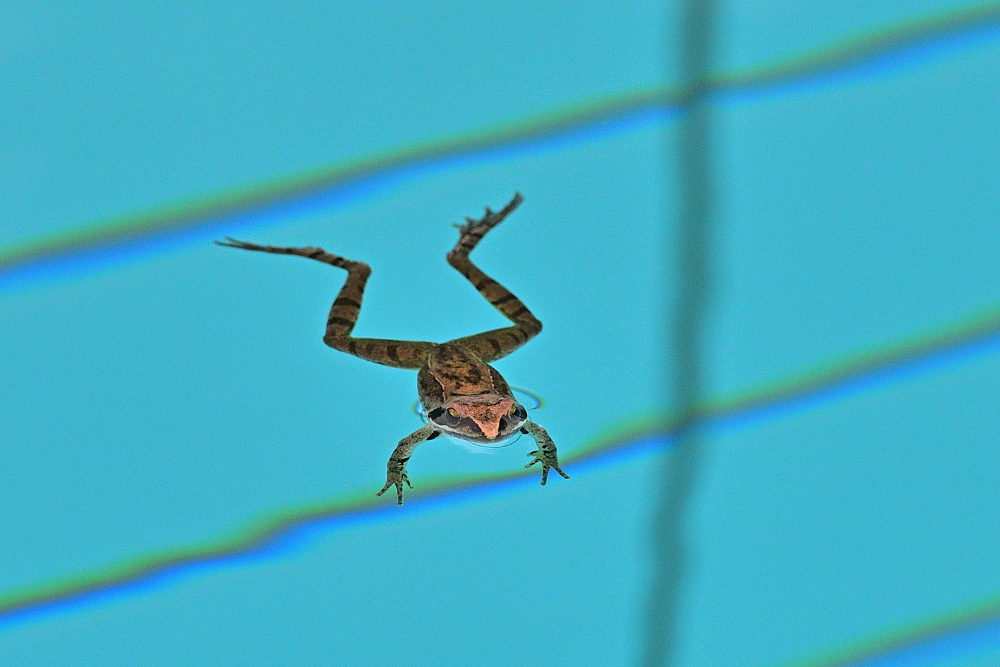 Frösche im Pool: Wie sie ferngehalten werden können