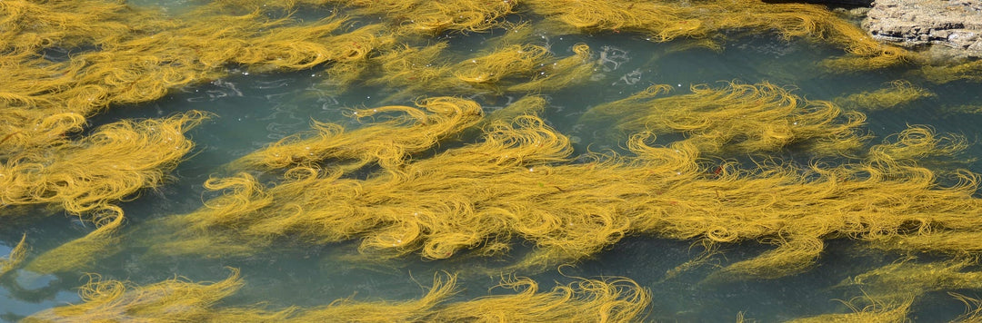 Gelbe Algen im Wasser