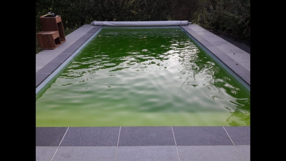 Grünes Wasser, Algen: Tipps zur schnellen Poolbehandlung