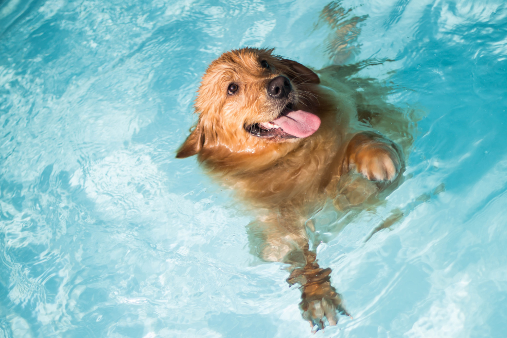 Hunde im Pool – worauf muss geachtet werden, wenn ein Hund mit im Pool schwimmt?