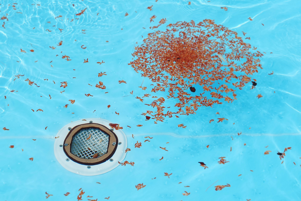 Blütenstaub im Pool – wie kann die Verschmutzung des Poolwassers verhindert und beseitigt werden?