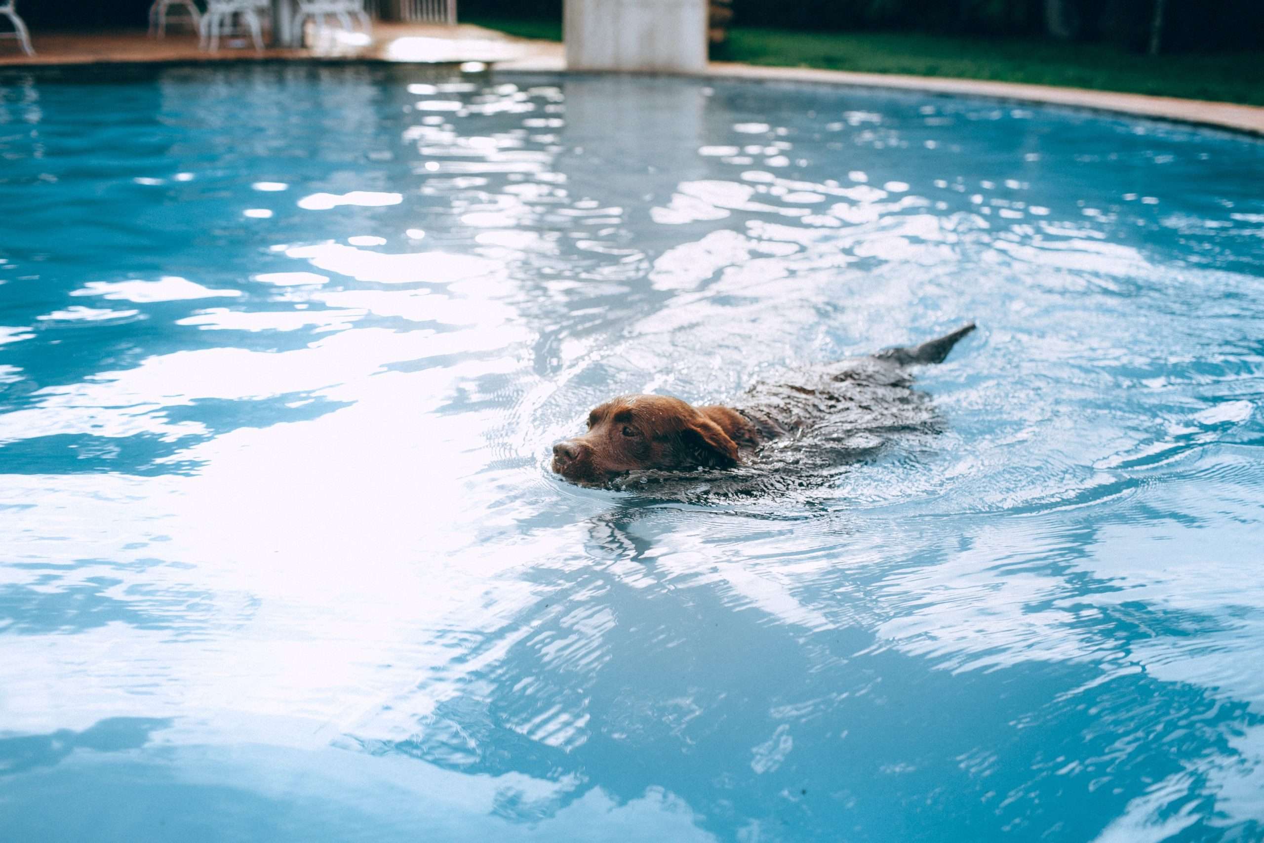 Hunde im Pool worauf muss geachtet werden, wenn ein Hund mit im Pool